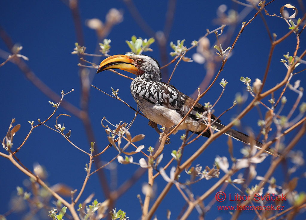 Namibia